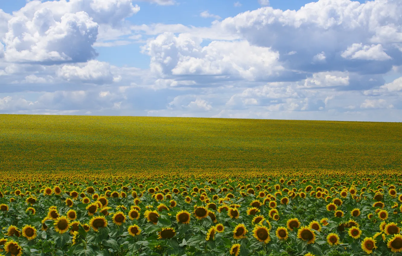 Photo wallpaper field, the sky, sunflower, Sunny day, obloka, field of sunflowers