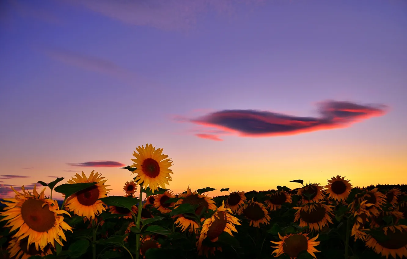 Photo wallpaper field, summer, clouds, sunflowers. sunset