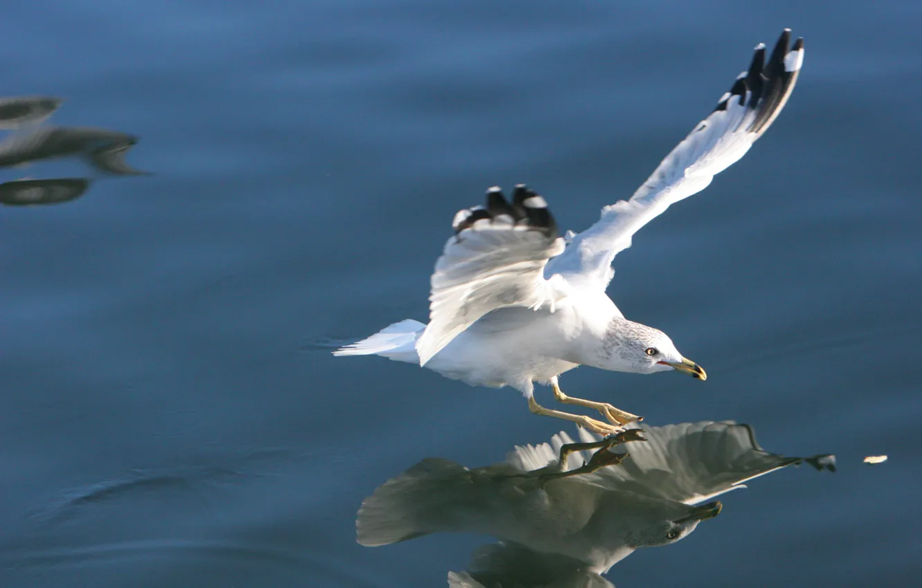 Photo wallpaper Bird, Lake, Flight, Surface