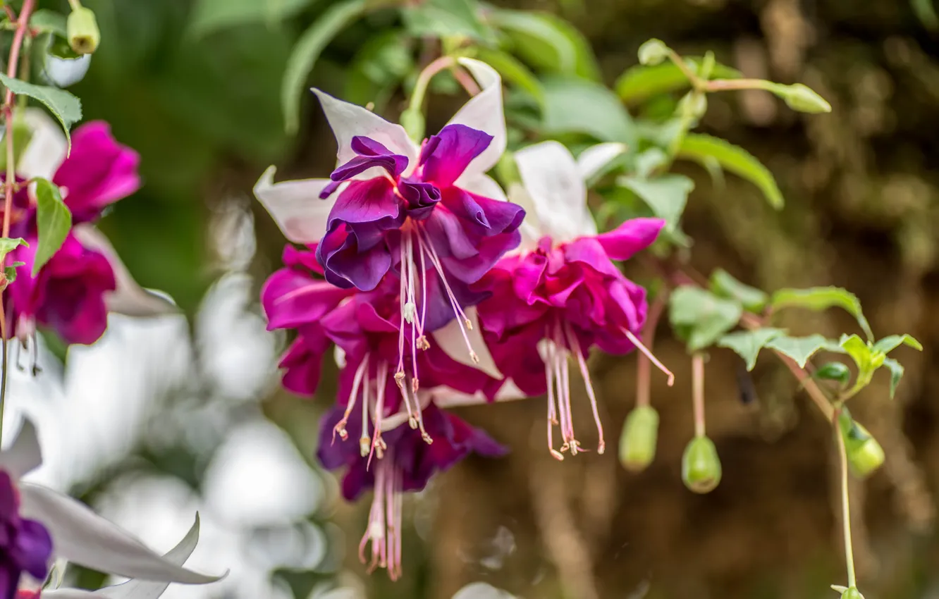 Photo wallpaper flowers, nature, flowering, fuchsia