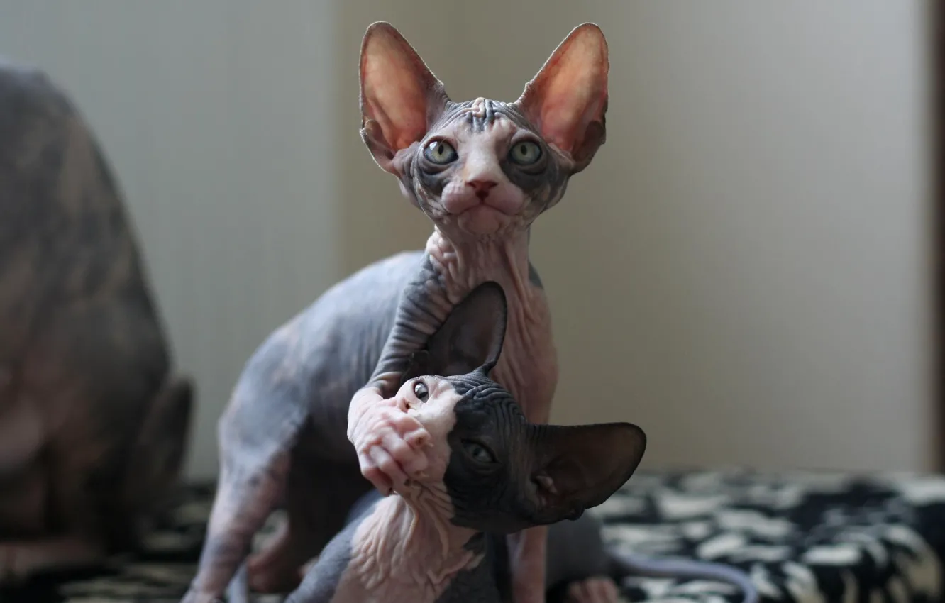 Photo wallpaper look, the game, ears, kitty, meow, Sphinx, silent, two cats