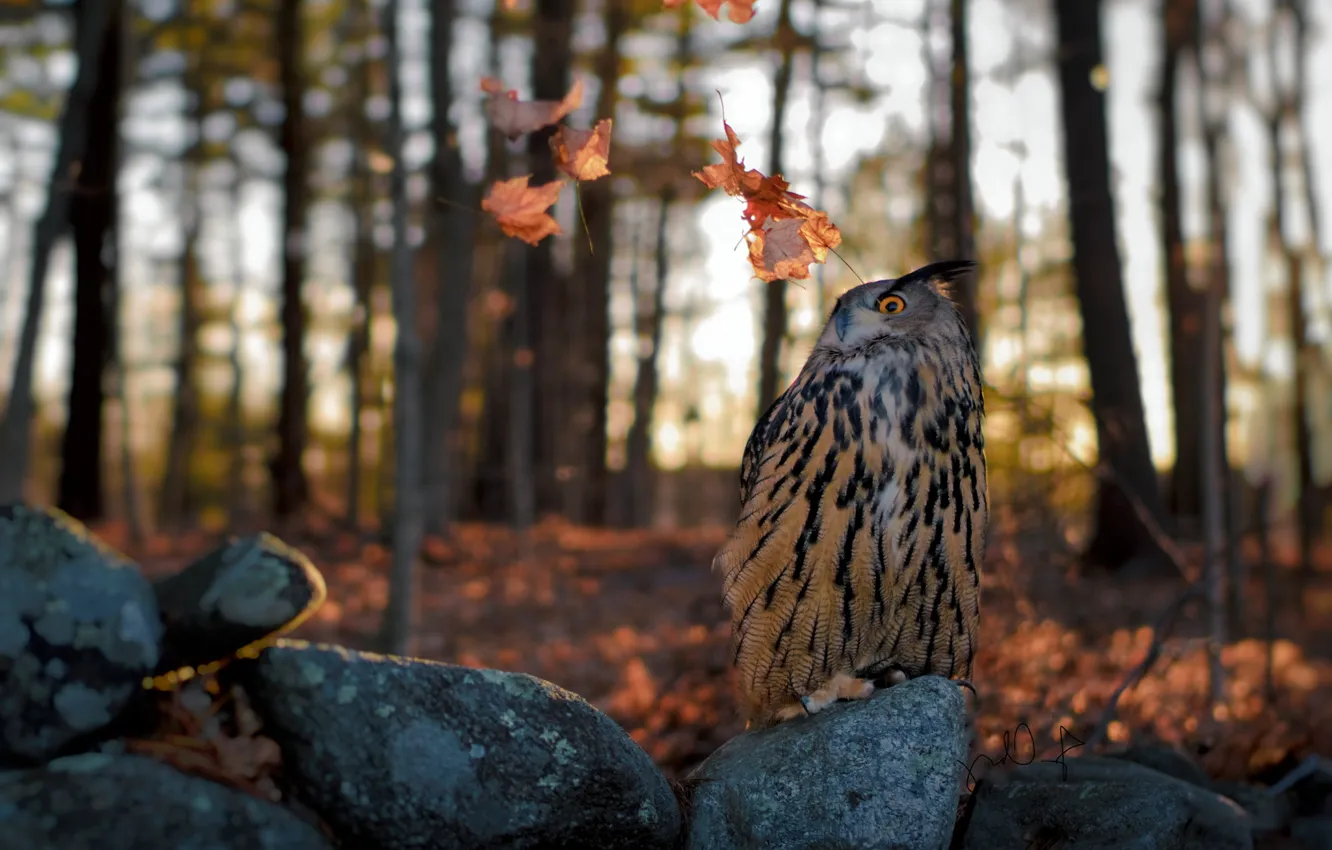Photo wallpaper autumn, forest, look, leaves, trees, nature, pose, stones