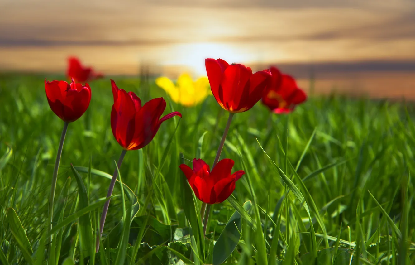 Photo wallpaper grass, meadow, tulips, red tulips