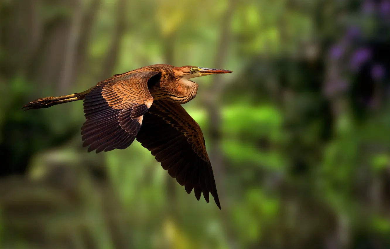 Photo wallpaper beak, flight, Heron