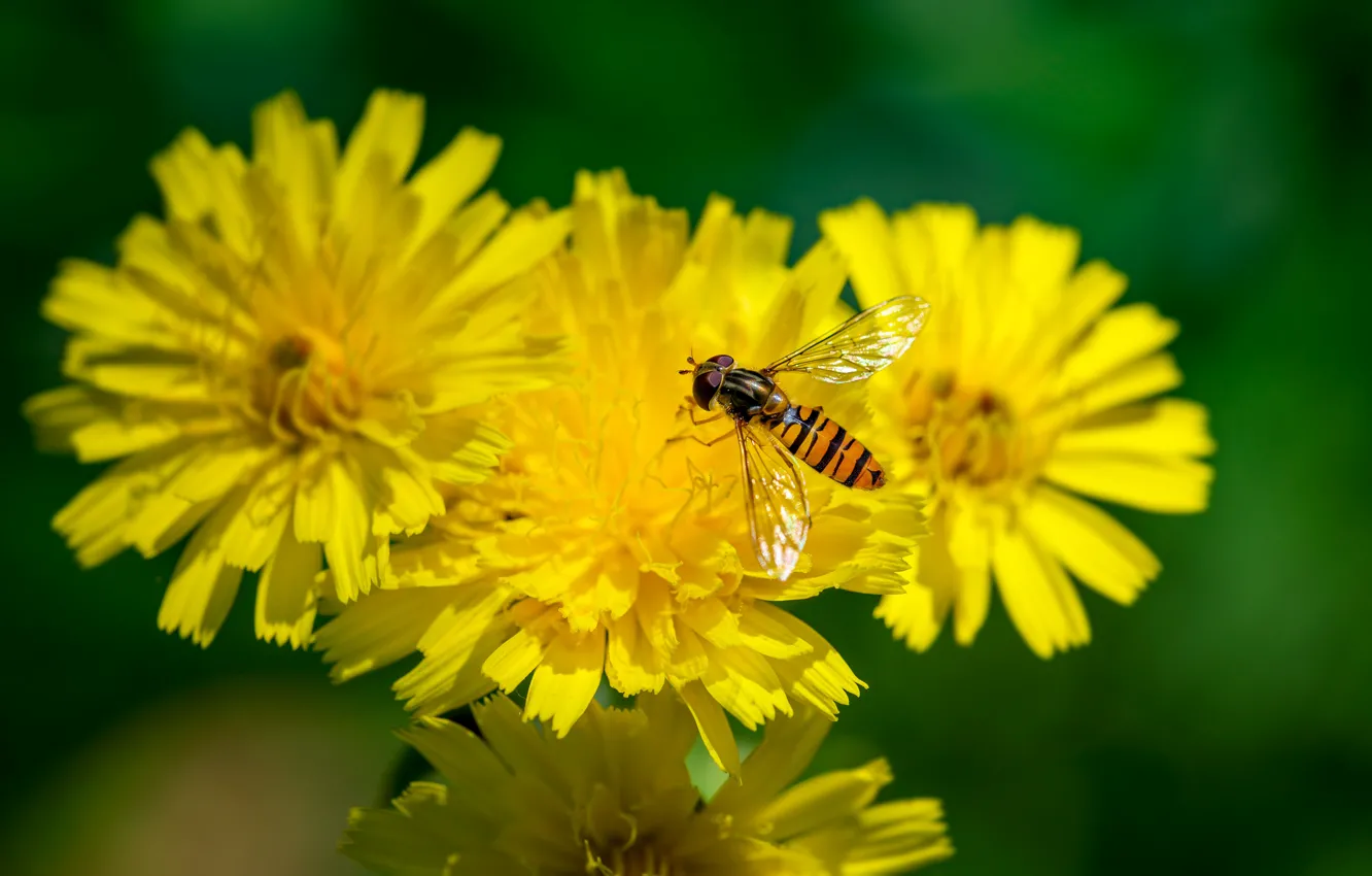 Photo wallpaper flowers, bokeh, fly-gorzalka