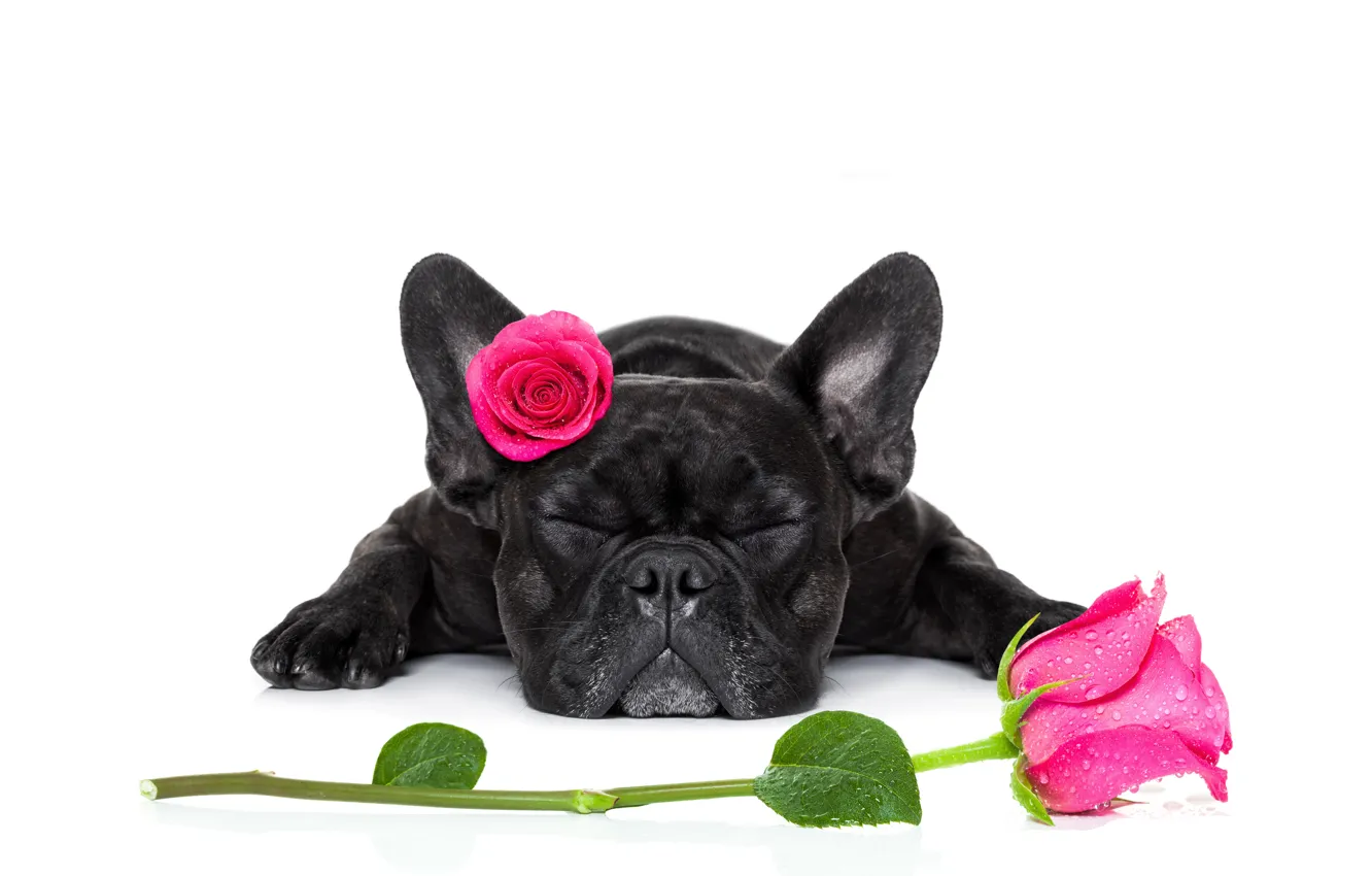 Photo wallpaper roses, bulldog, dog, valentines day