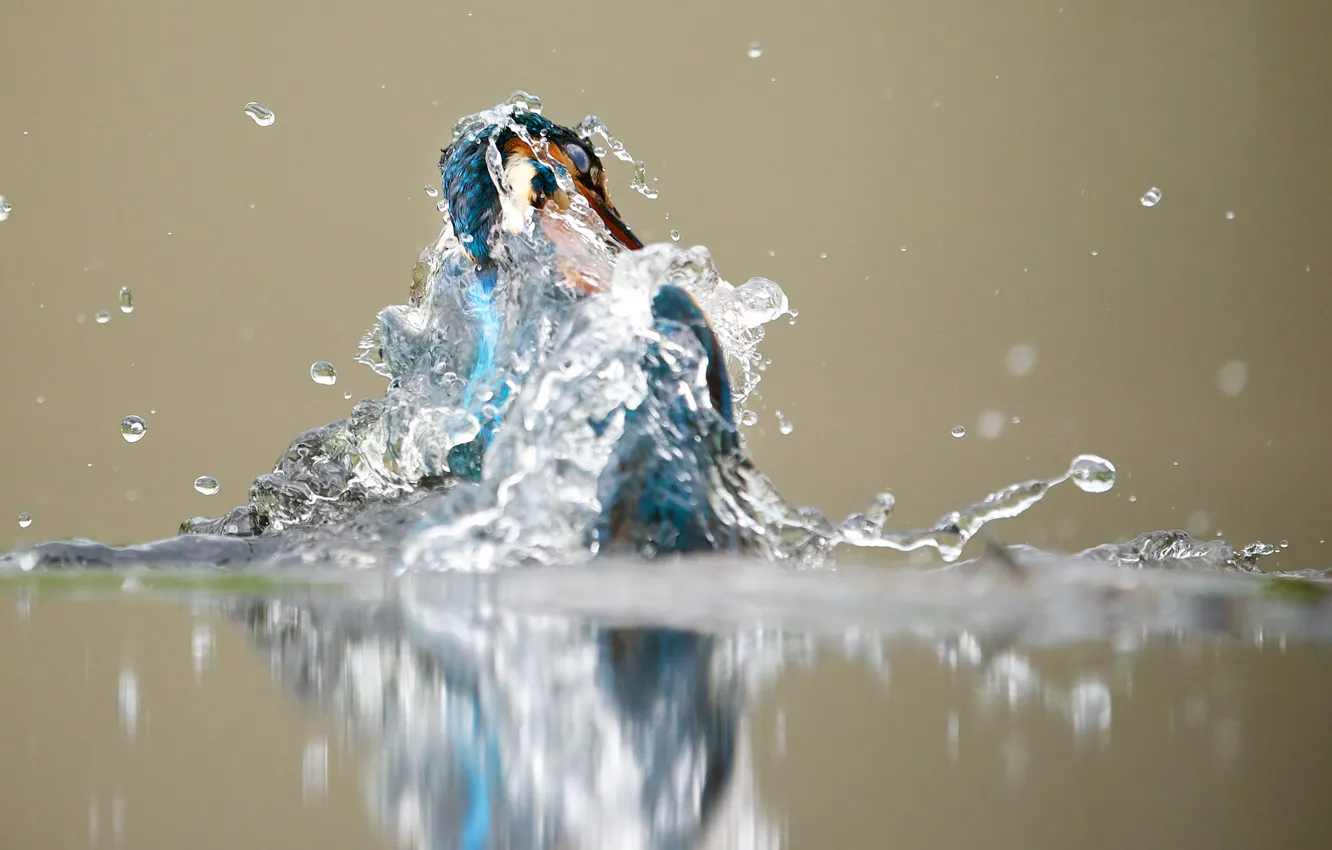 Photo wallpaper water, squirt, bird, wet, tail, Kingfisher