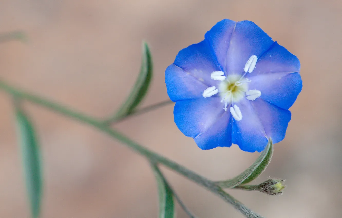 Photo wallpaper flower, macro, blue, sprig, stem