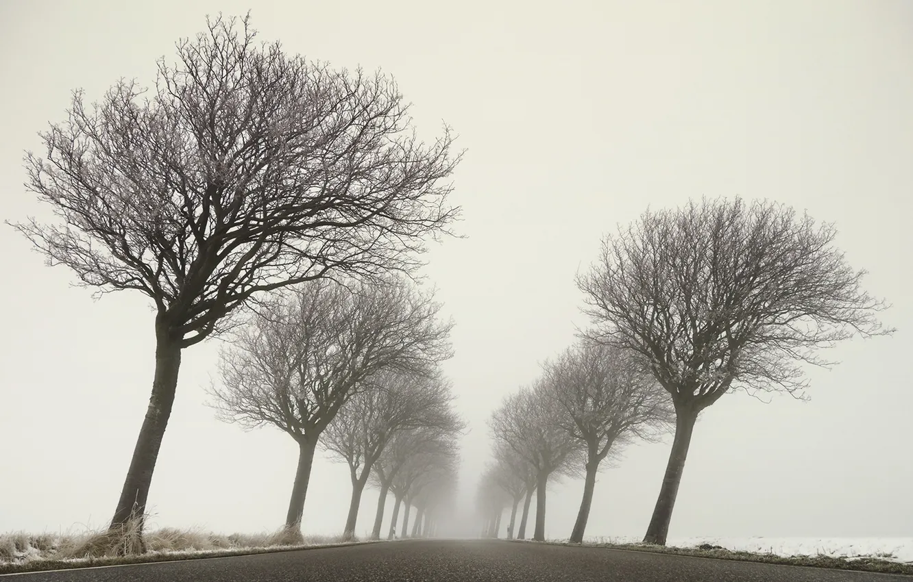 Photo wallpaper winter, road, trees, fog