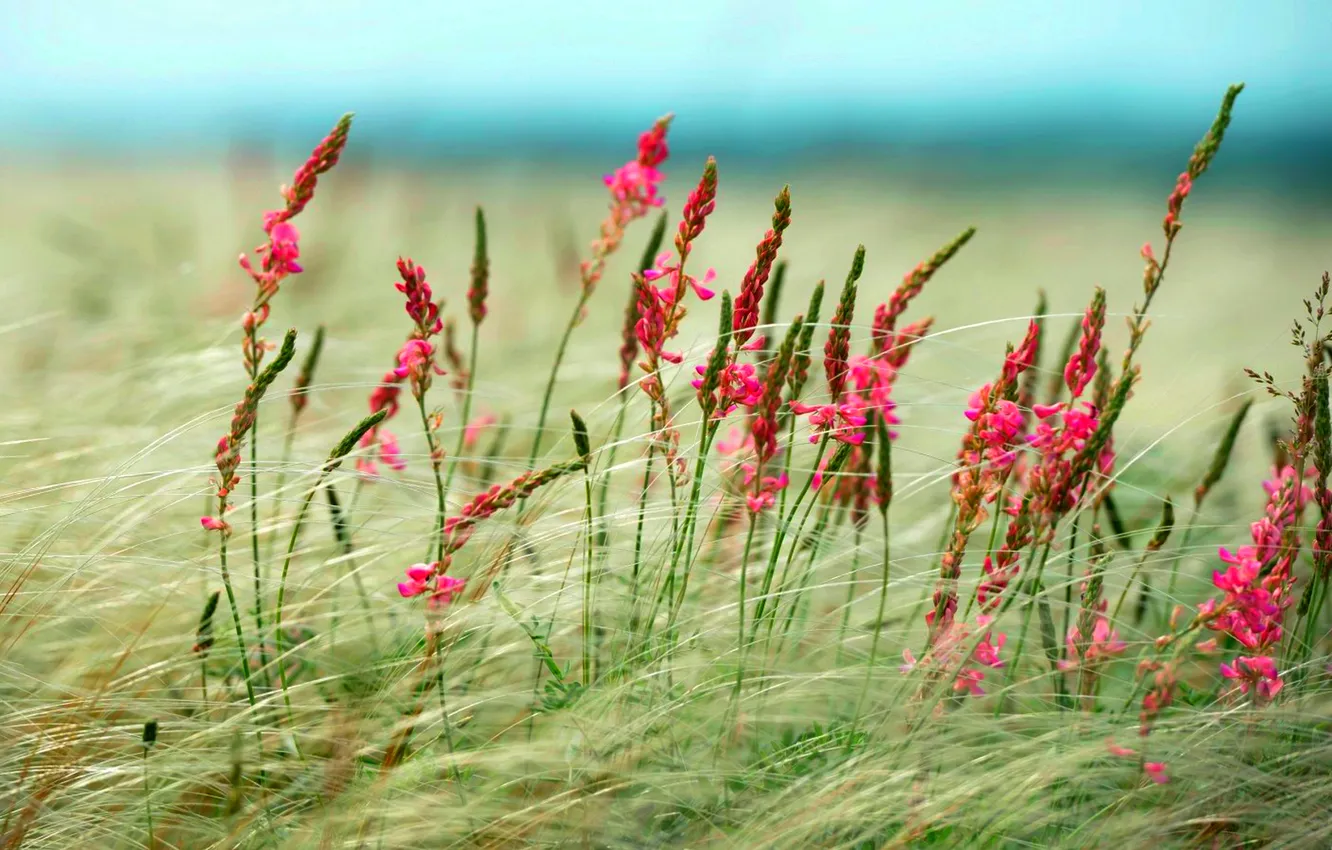 Photo wallpaper field, the sky, grass, flowers, the steppe