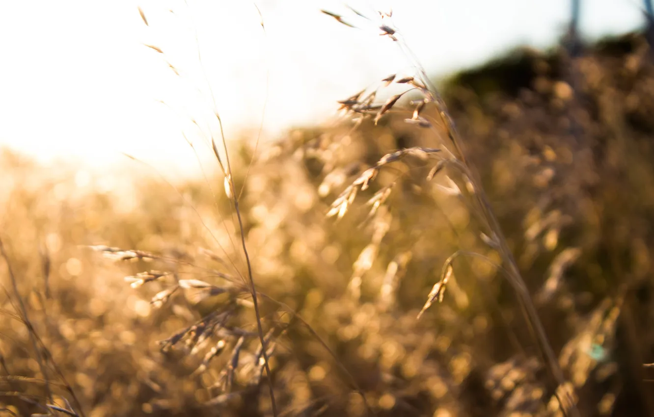 Photo wallpaper wheat, the sun, rye