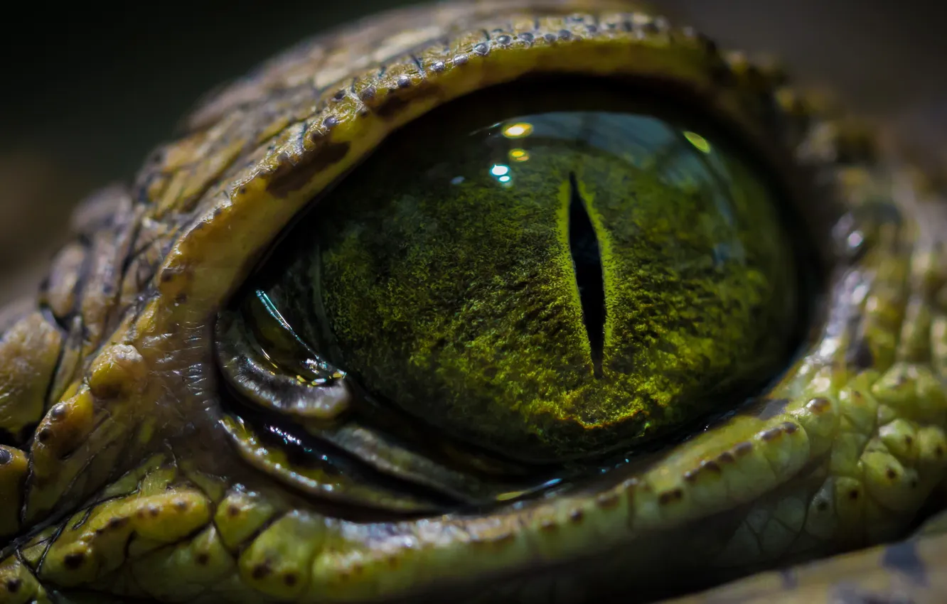 Photo wallpaper Eyes, Scales, Reptile, Crocodile, Reptile, Eye