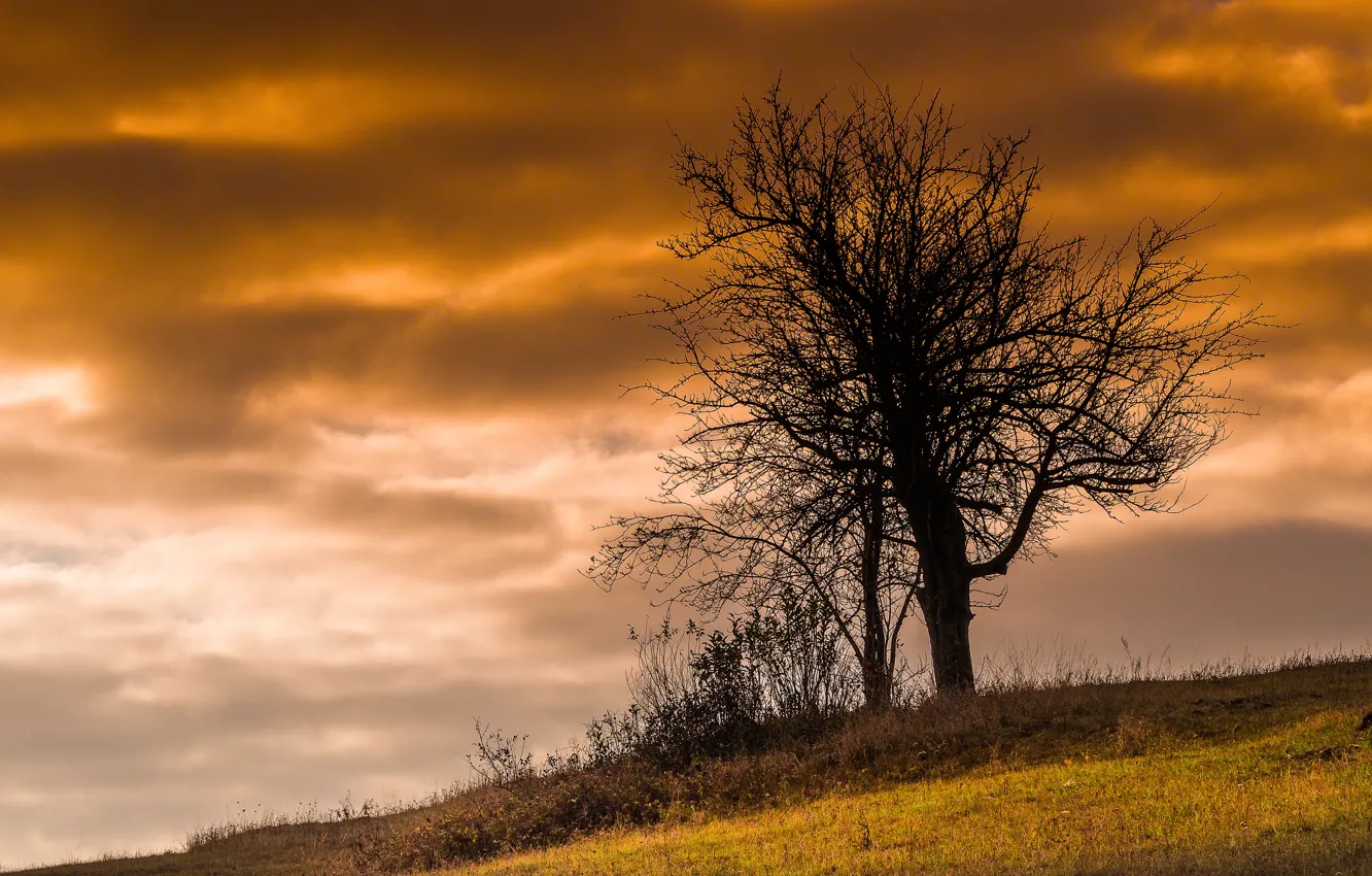Photo wallpaper the sky, trees, nature