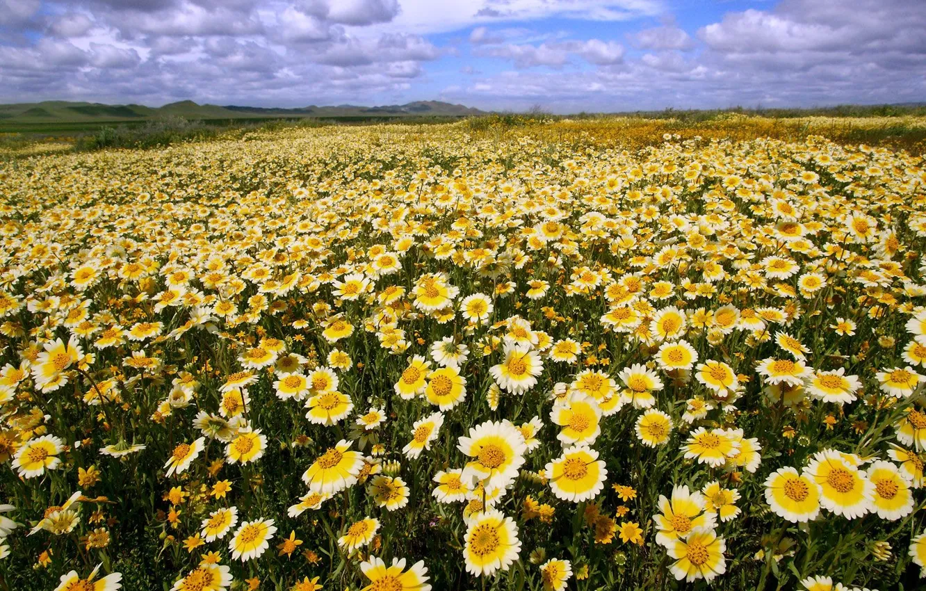 Photo wallpaper the sky, chamomile, CA