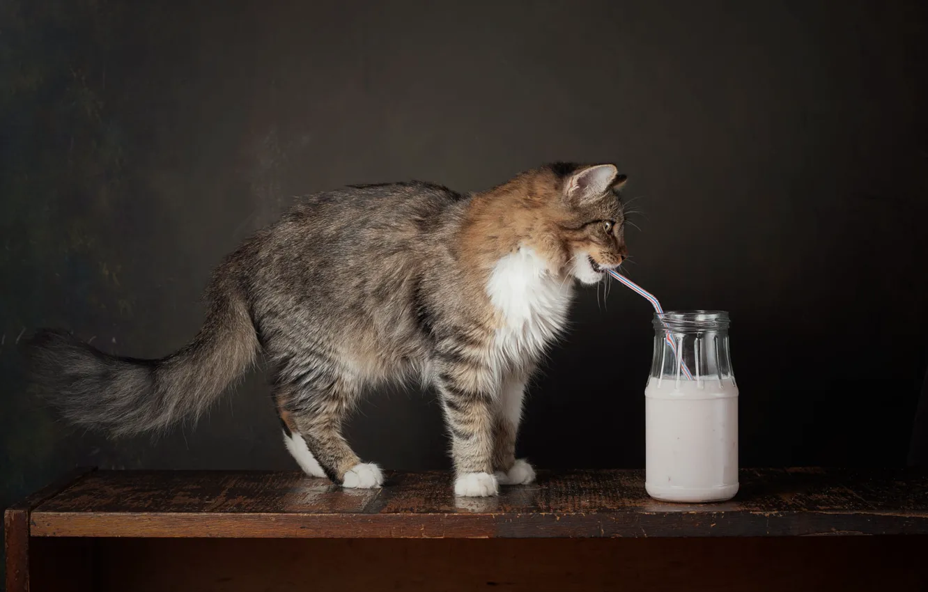 Photo wallpaper cat, cat, look, pose, the dark background, milk, Bank, face