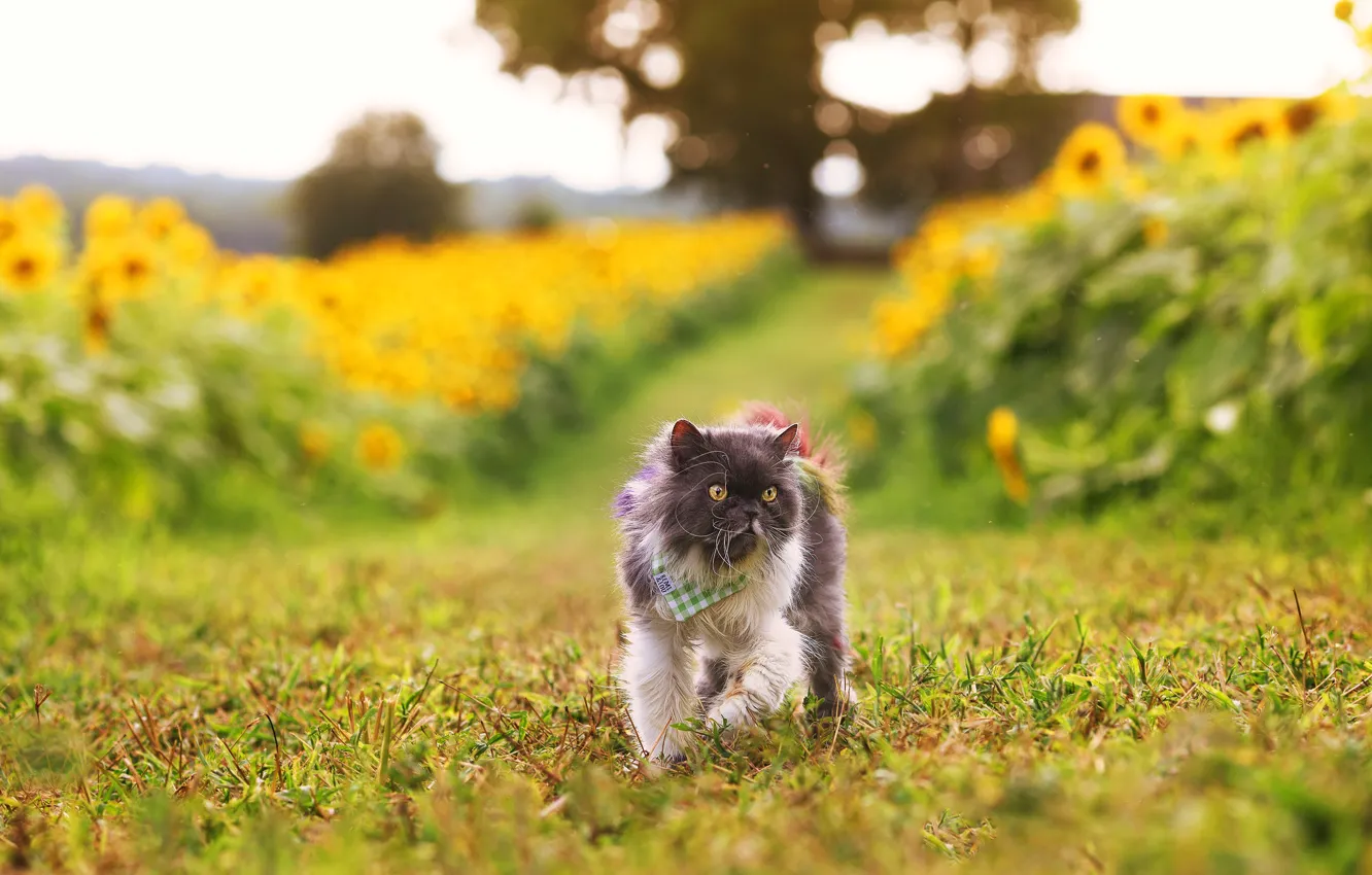 Photo wallpaper cat, cat, look, nature, walk, face