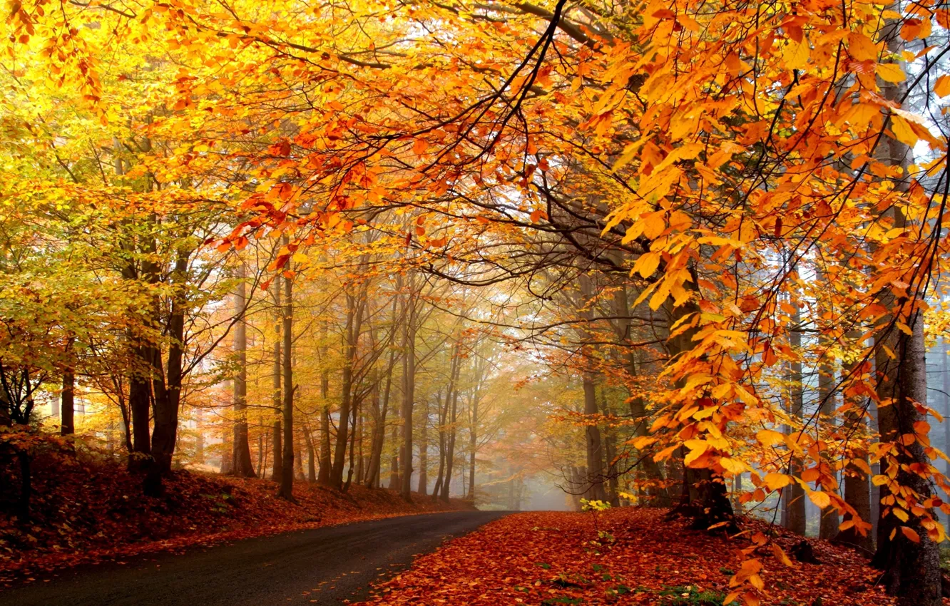 Photo wallpaper road, autumn, forest