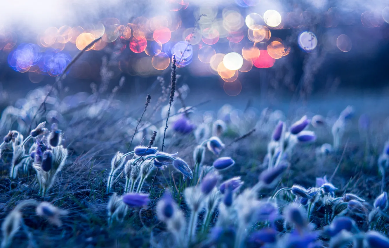 Photo wallpaper macro, light, flowers, bokeh, dream grass