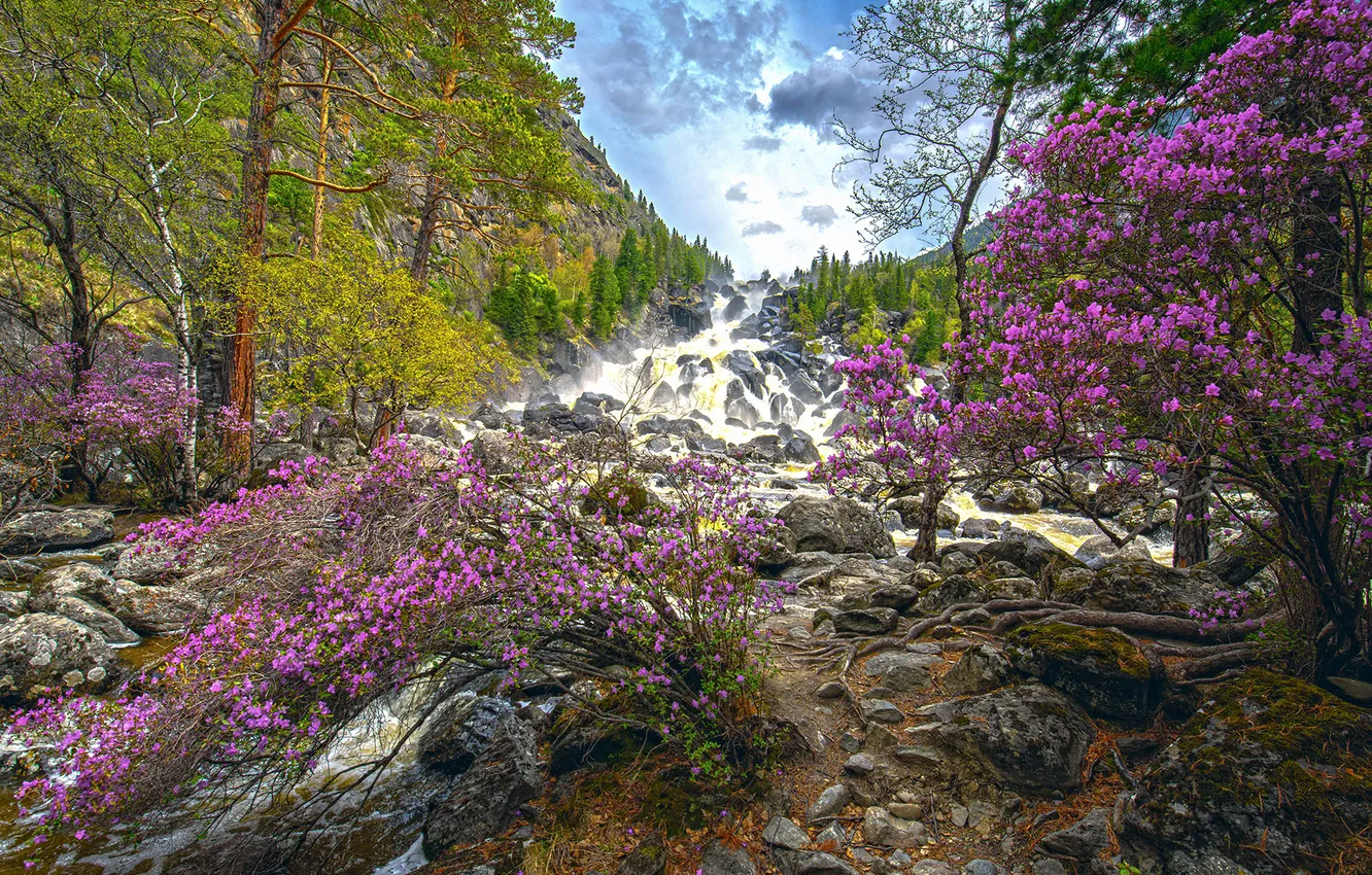 Photo wallpaper forest, trees, waterfall, Russia, cascade, Altay, Maxim Usanin, maralnik