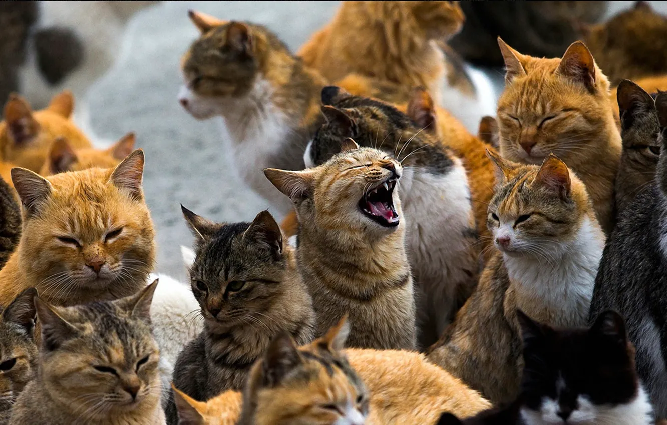 Photo wallpaper cat, love, may, wedding, song, cries, Deputies