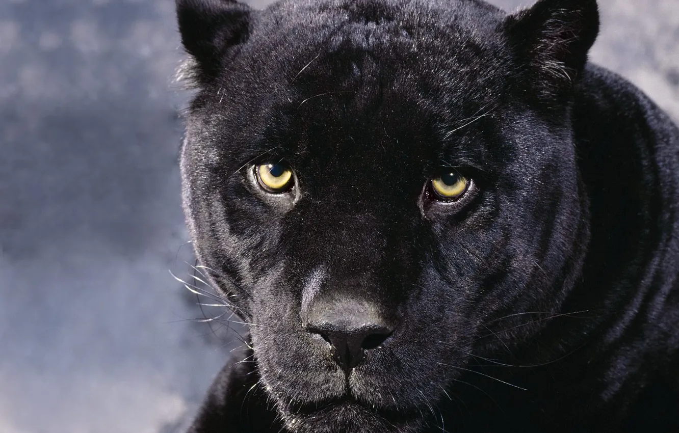 Photo wallpaper cat, predator, Panther, Bagira