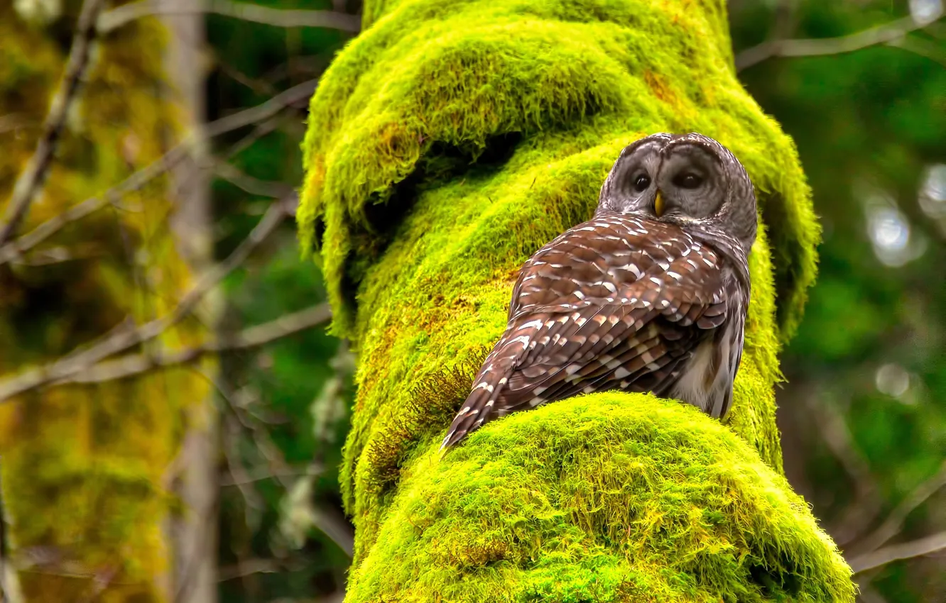 Photo wallpaper tree, owl, bird, moss, Spotted owl