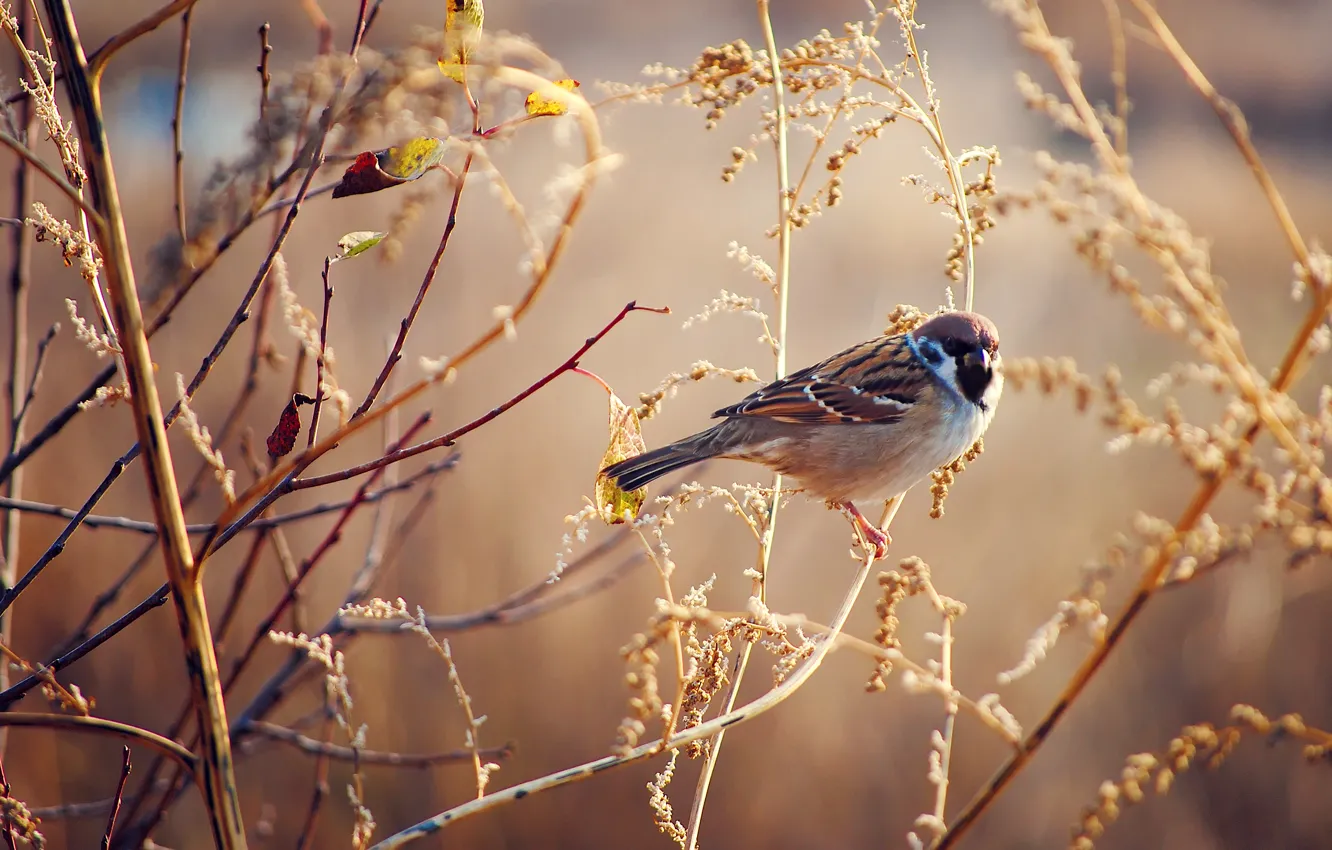 Photo wallpaper autumn, grass, bird, Sparrow, Sunny, dry