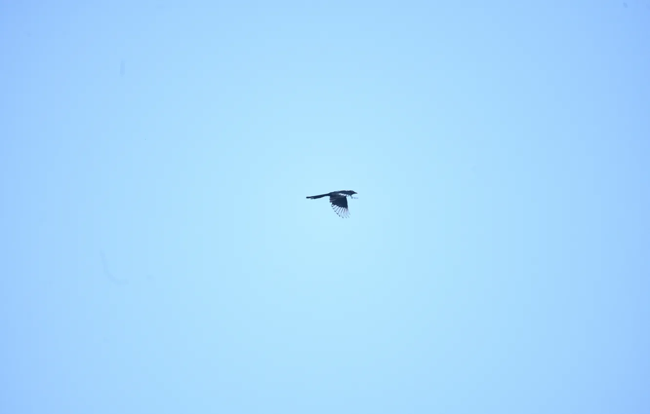 Photo wallpaper the sky, flight, bird, feathers, high in the clouds