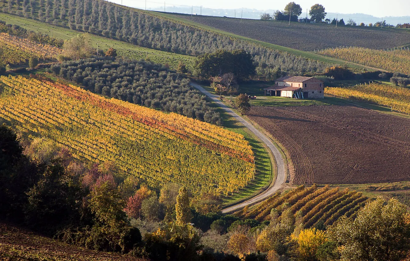 Photo wallpaper Italy, wine, red wine, Vineyards, vitis vinifera, Sangiovese, Romagna