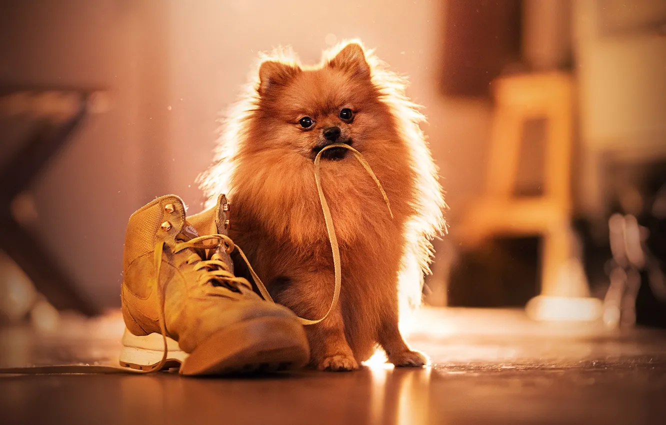 Photo wallpaper dog, lace, shoes, Spitz