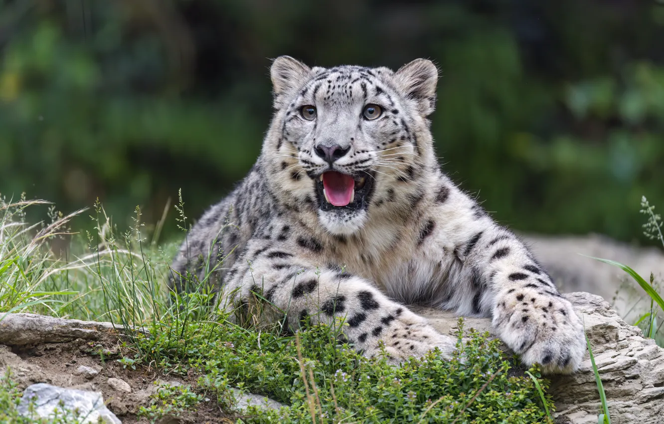 Photo wallpaper snow leopard, Predator, blur, wild, big cat
