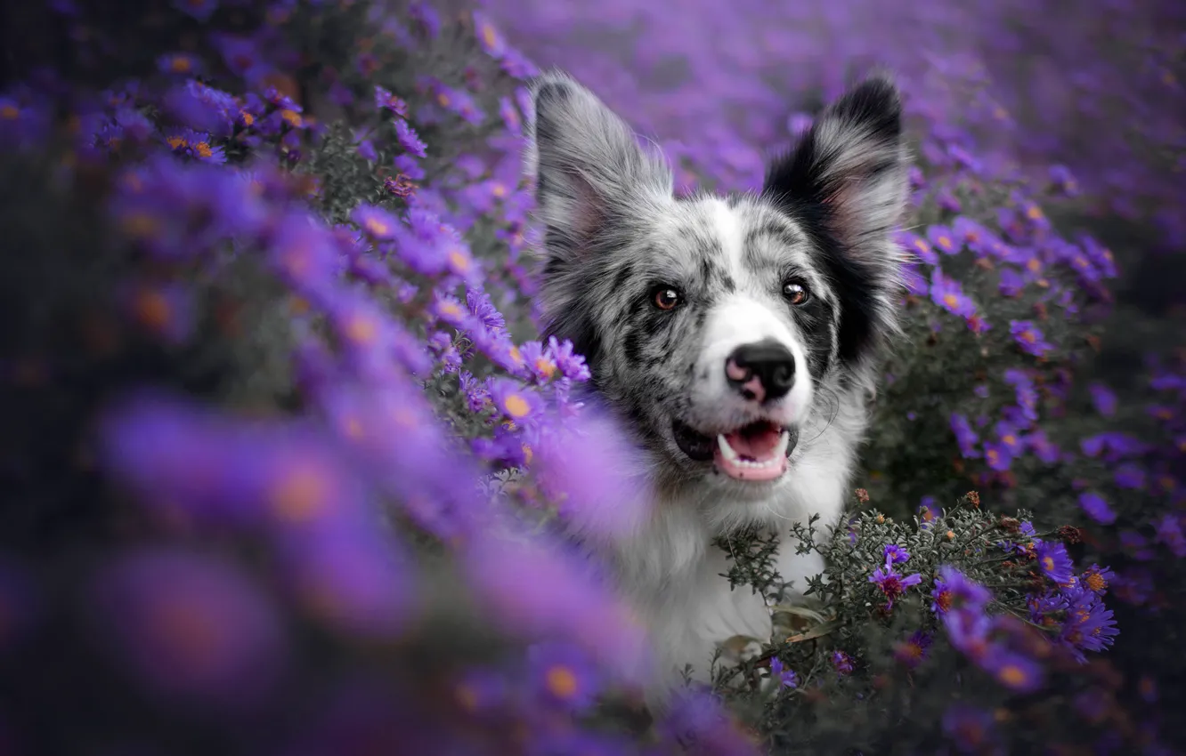 Photo wallpaper look, face, flowers, dog, lilac, bokeh, the border collie, lilac background