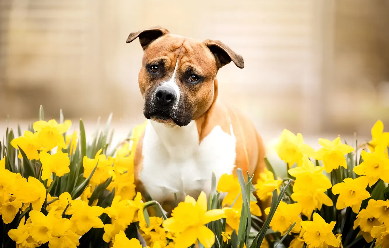 Photo wallpaper nature, each, dog