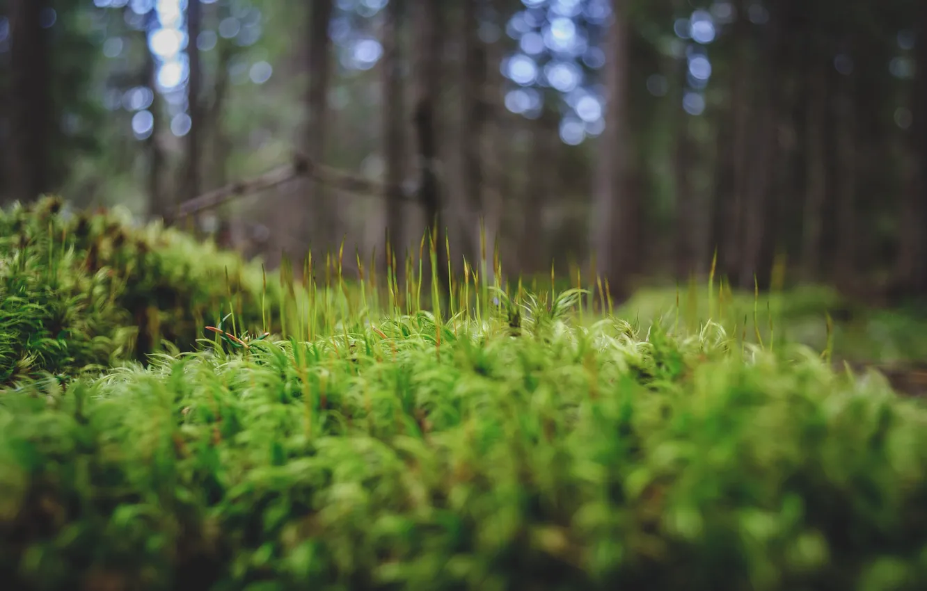 Photo wallpaper forest, grass, trees