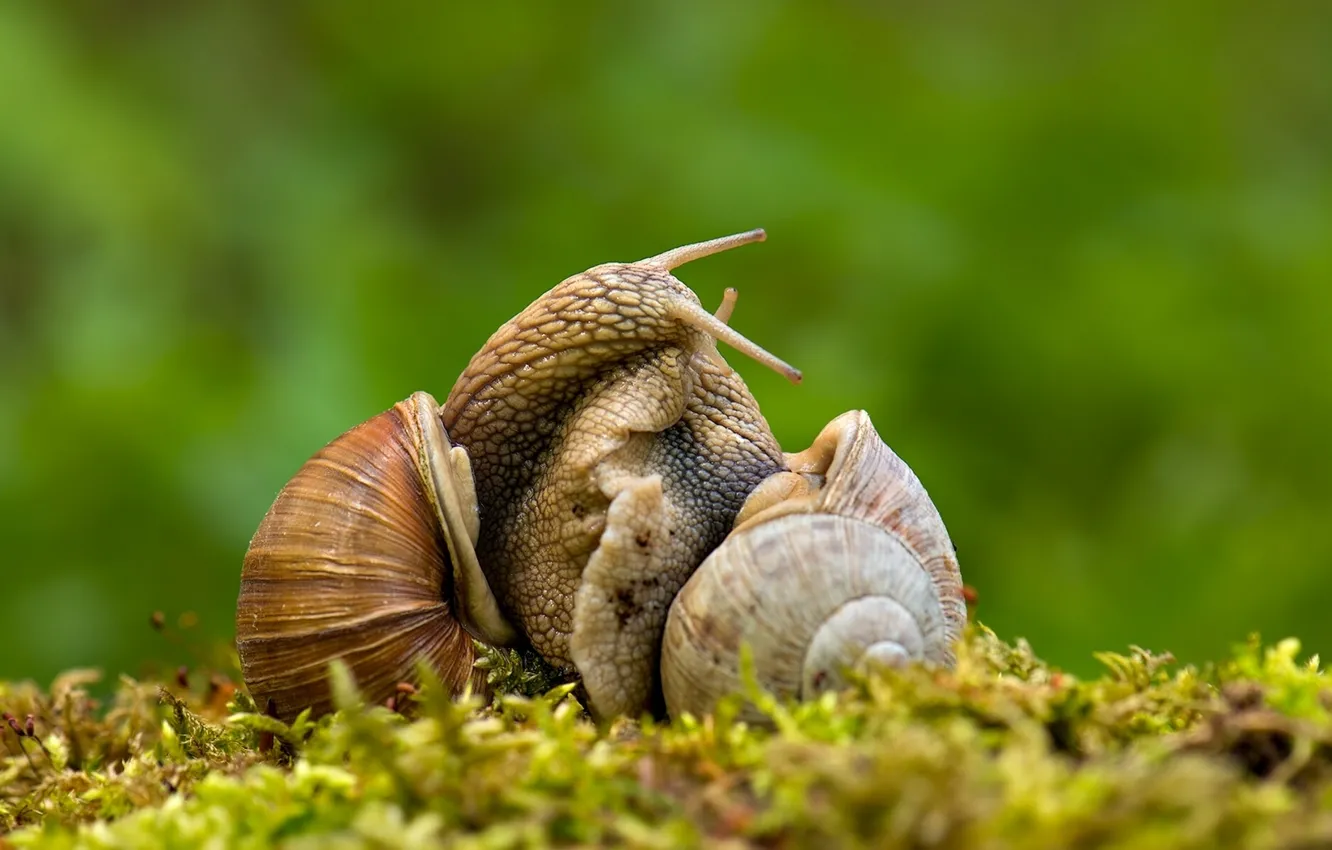 Photo wallpaper macro, love, snail