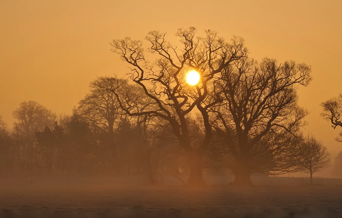 Photo wallpaper field, trees, sunset, fog