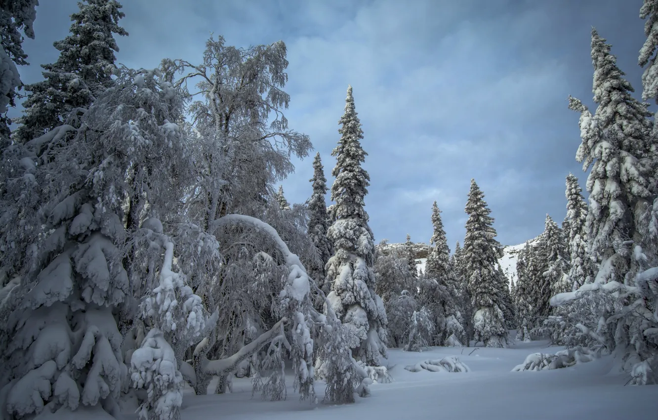 Photo wallpaper winter, snow, trees, frost, the snow, winter forest