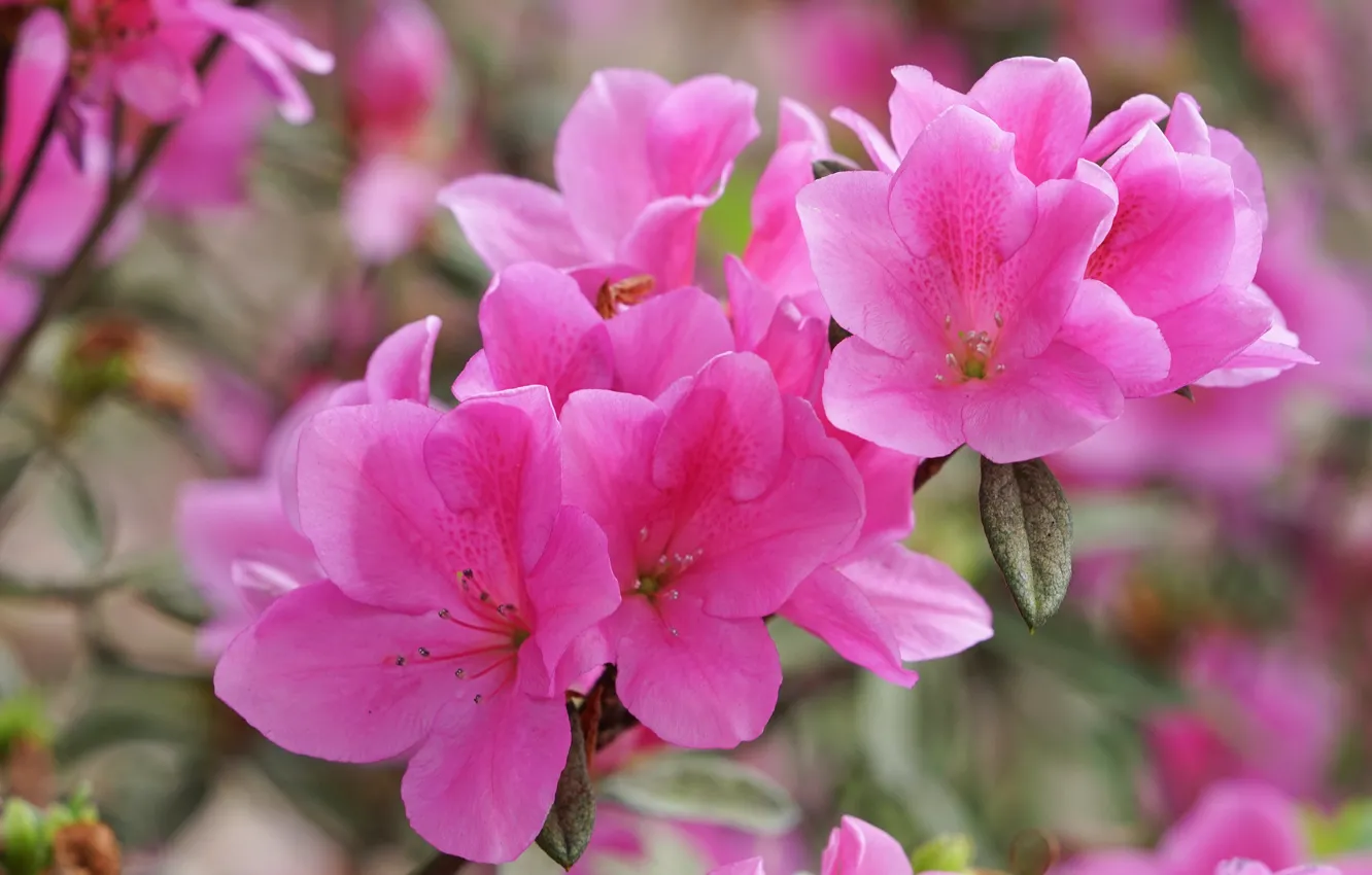 Photo wallpaper macro, flowers, branches, petals, Azalea