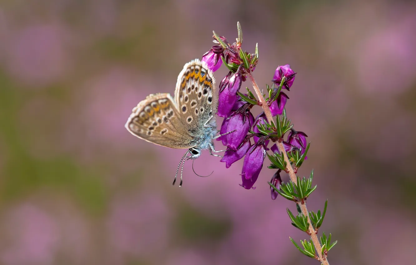 Photo wallpaper macro, flowers, sprig, butterfly, pink, pink background, Heather