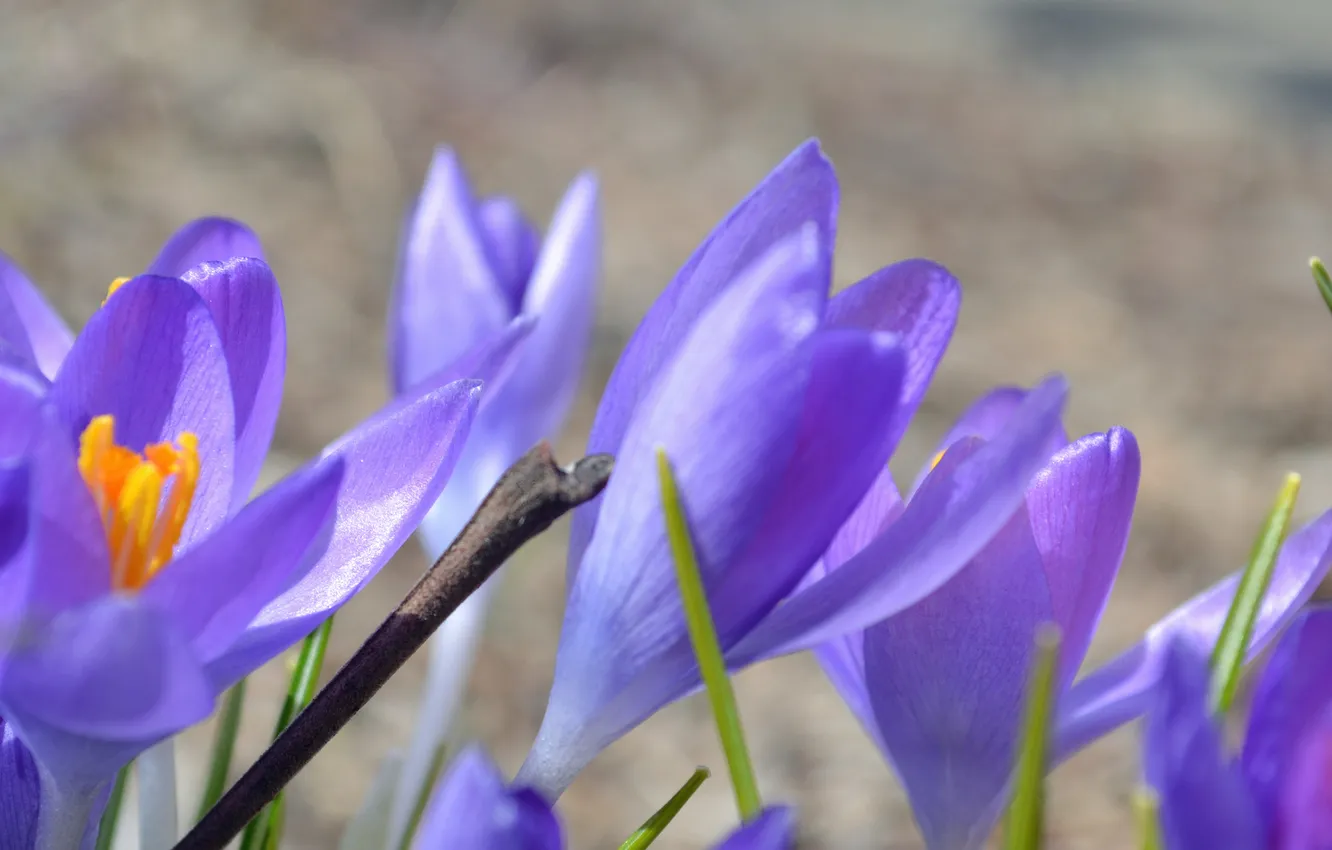 Photo wallpaper macro, nature, petals, crocuses