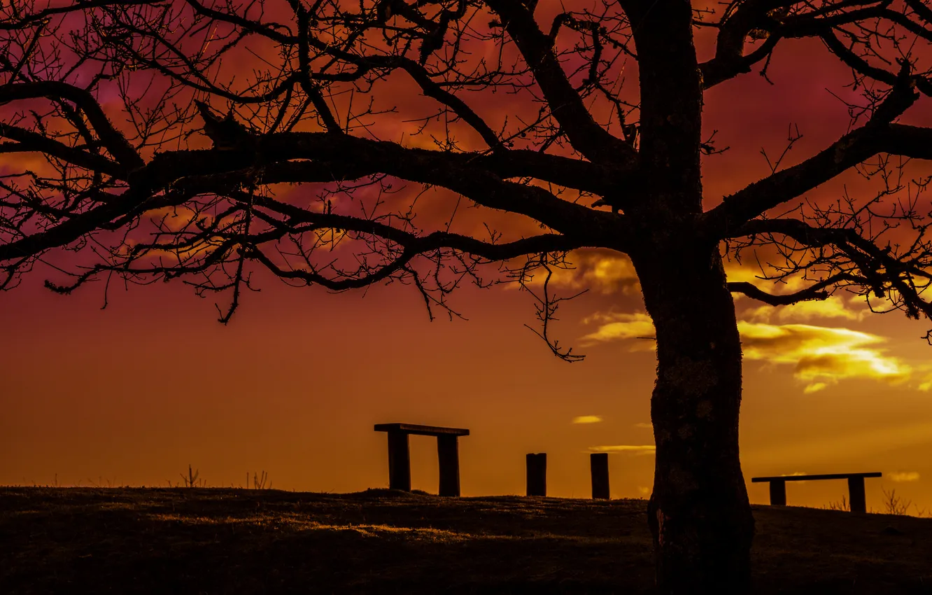 Photo wallpaper the sky, clouds, trees, silhouette, glow, bench