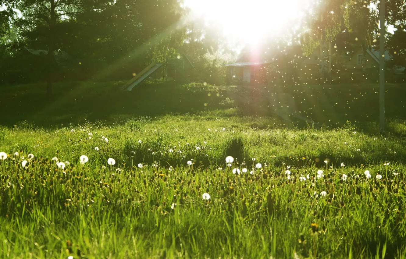 Photo wallpaper field, nature, Oduvanchik