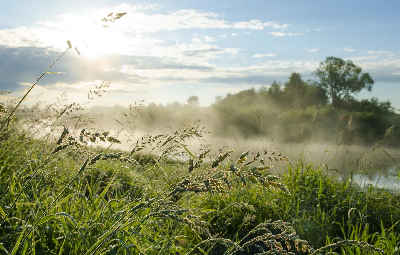 Photo wallpaper grass, landscape, fog, river