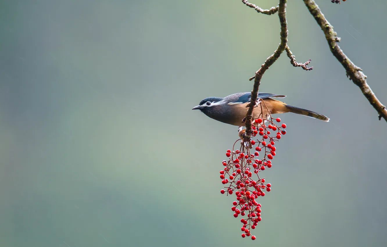 Photo wallpaper branches, berries, background, bird