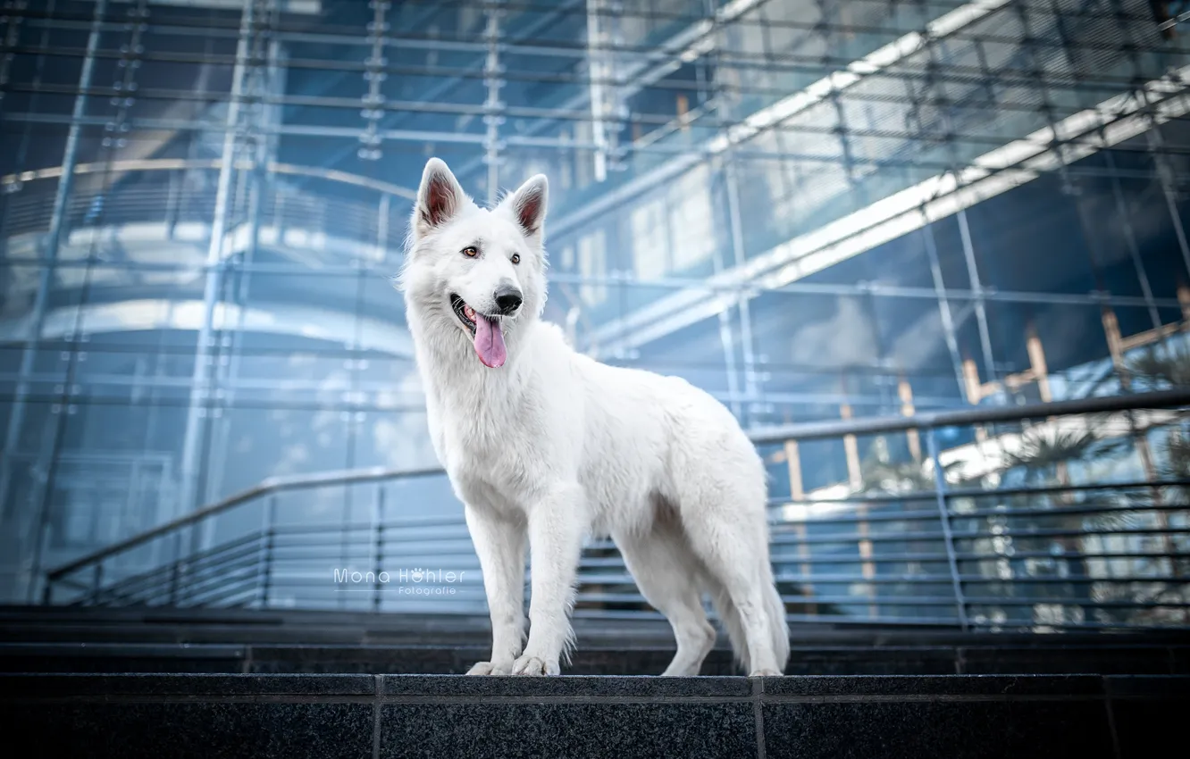 Photo wallpaper language, dog, The white Swiss shepherd dog