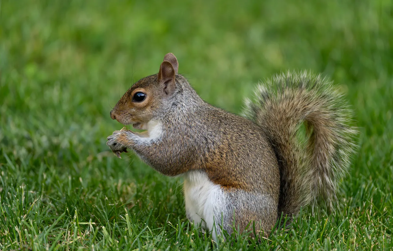 Photo wallpaper grass, protein, rodent, closeup