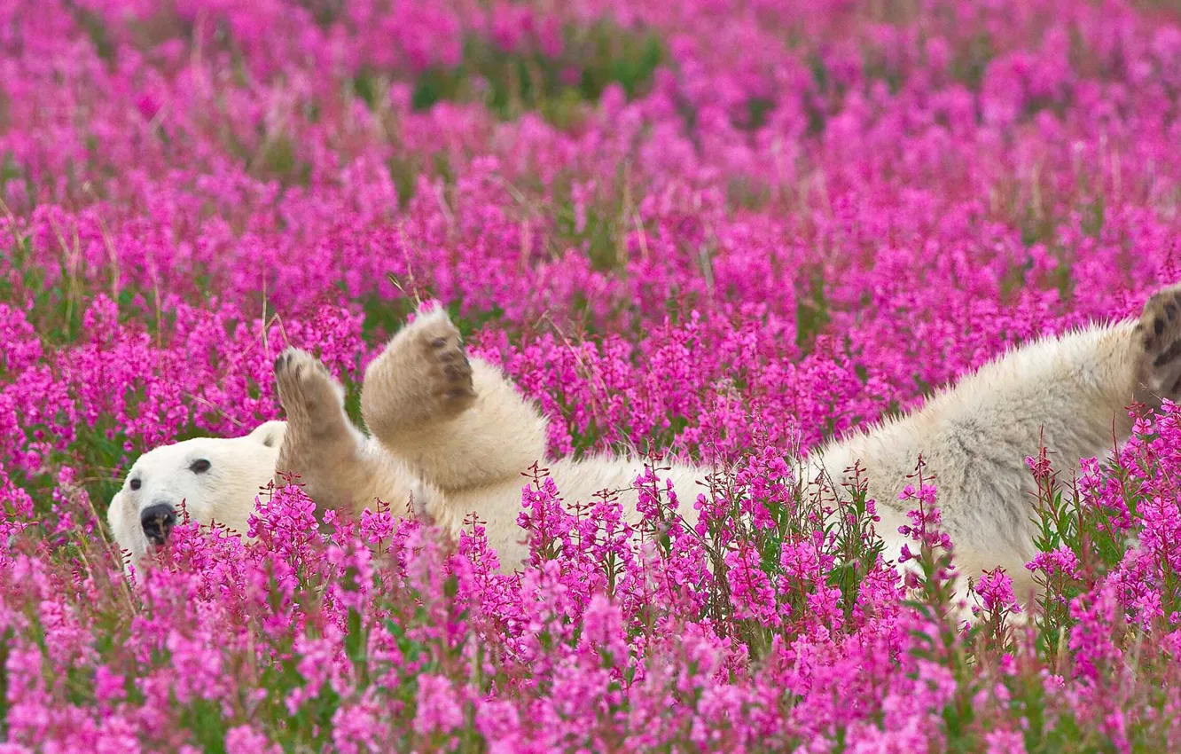 Photo wallpaper flowers, nature, polar bear