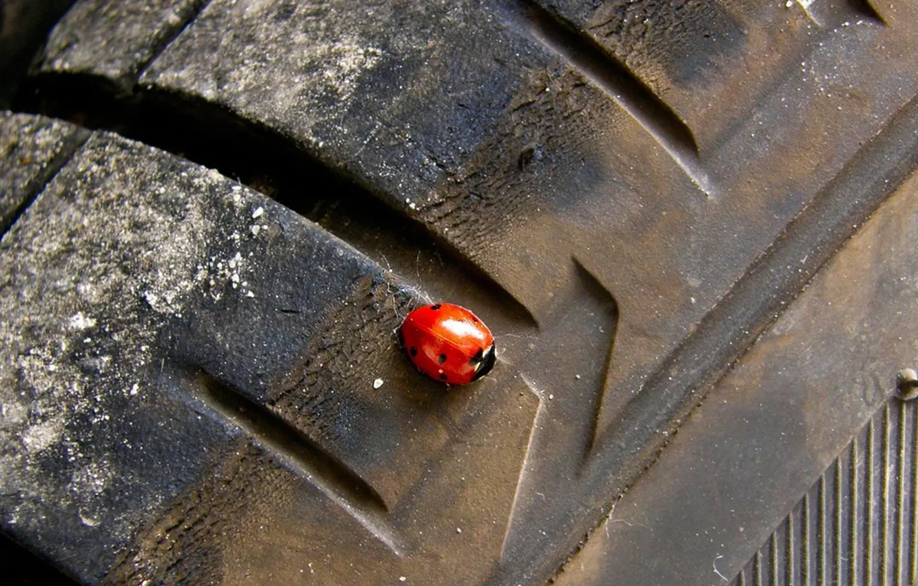 Photo wallpaper macro, metal, Ladybug, closeup