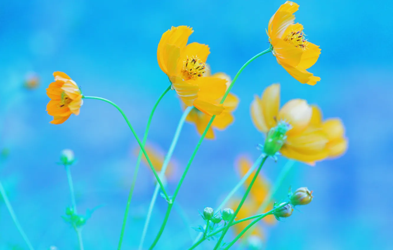Photo wallpaper Flowers, yellow, blue background, kosmeya