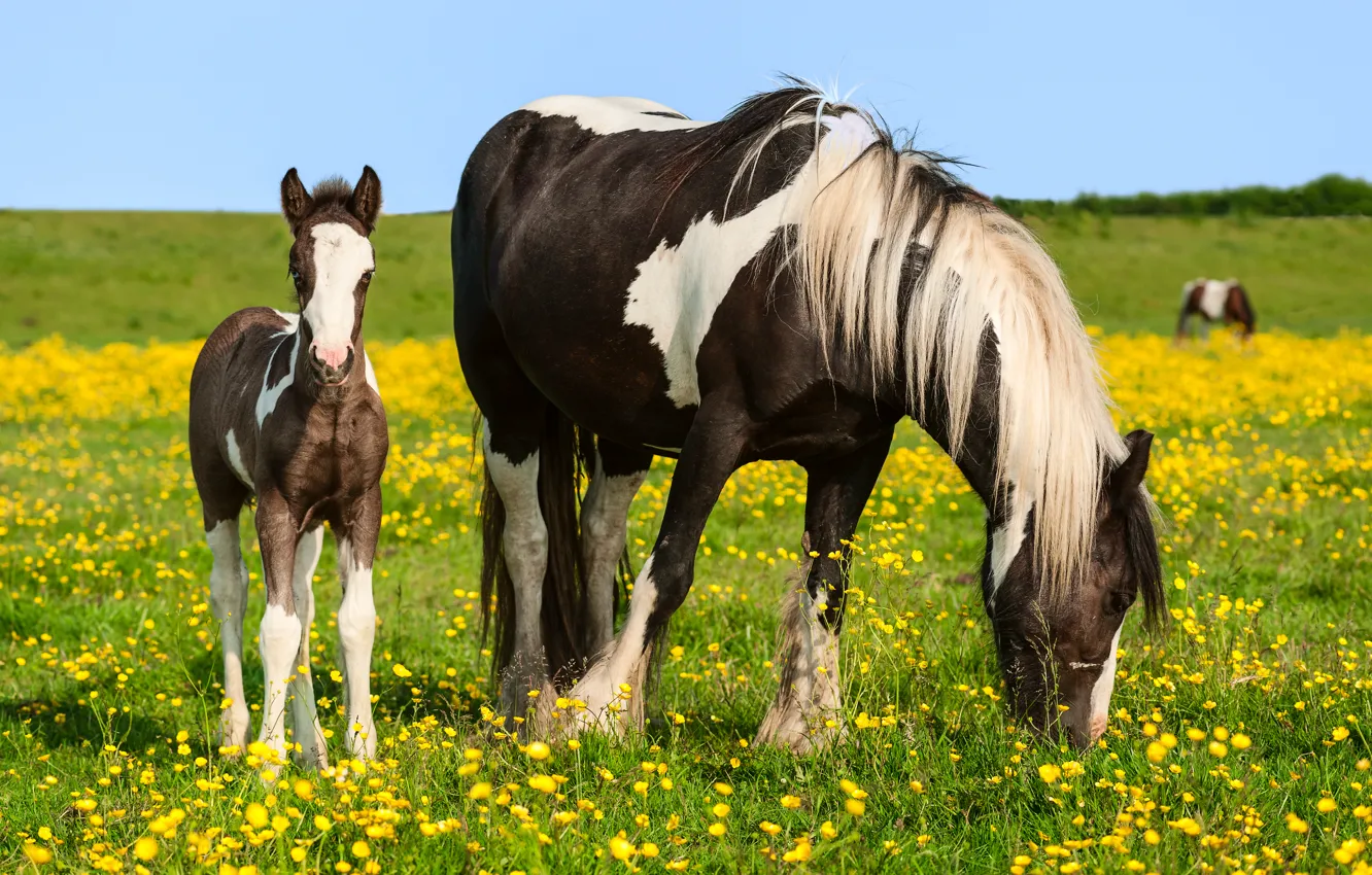 Photo wallpaper field, summer, horses